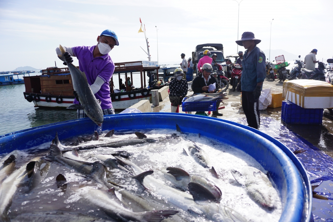 La liệt hải sản ăn tết tươi rói ở cảng cá Khánh Hòa, giá tăng mạnh, một loài cá ngon to bự bán 200.000 đồng/kg- Ảnh 1.