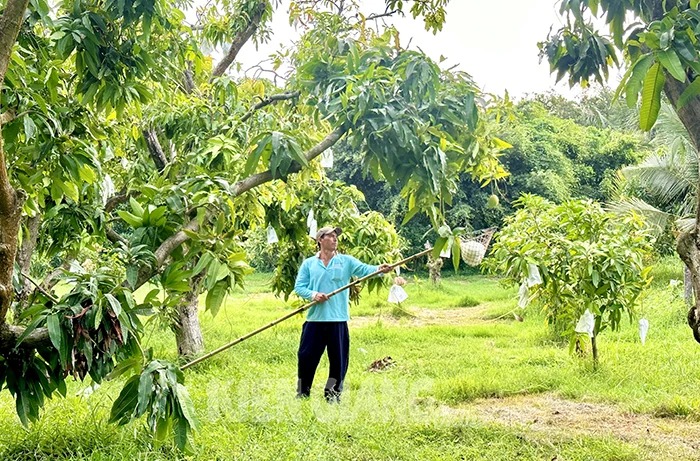 Sáng ra nông dân một xã ở Kiên Giang đã "chạy xô" mang cây sào ra hái loại quả ngon bán tết- Ảnh 1.