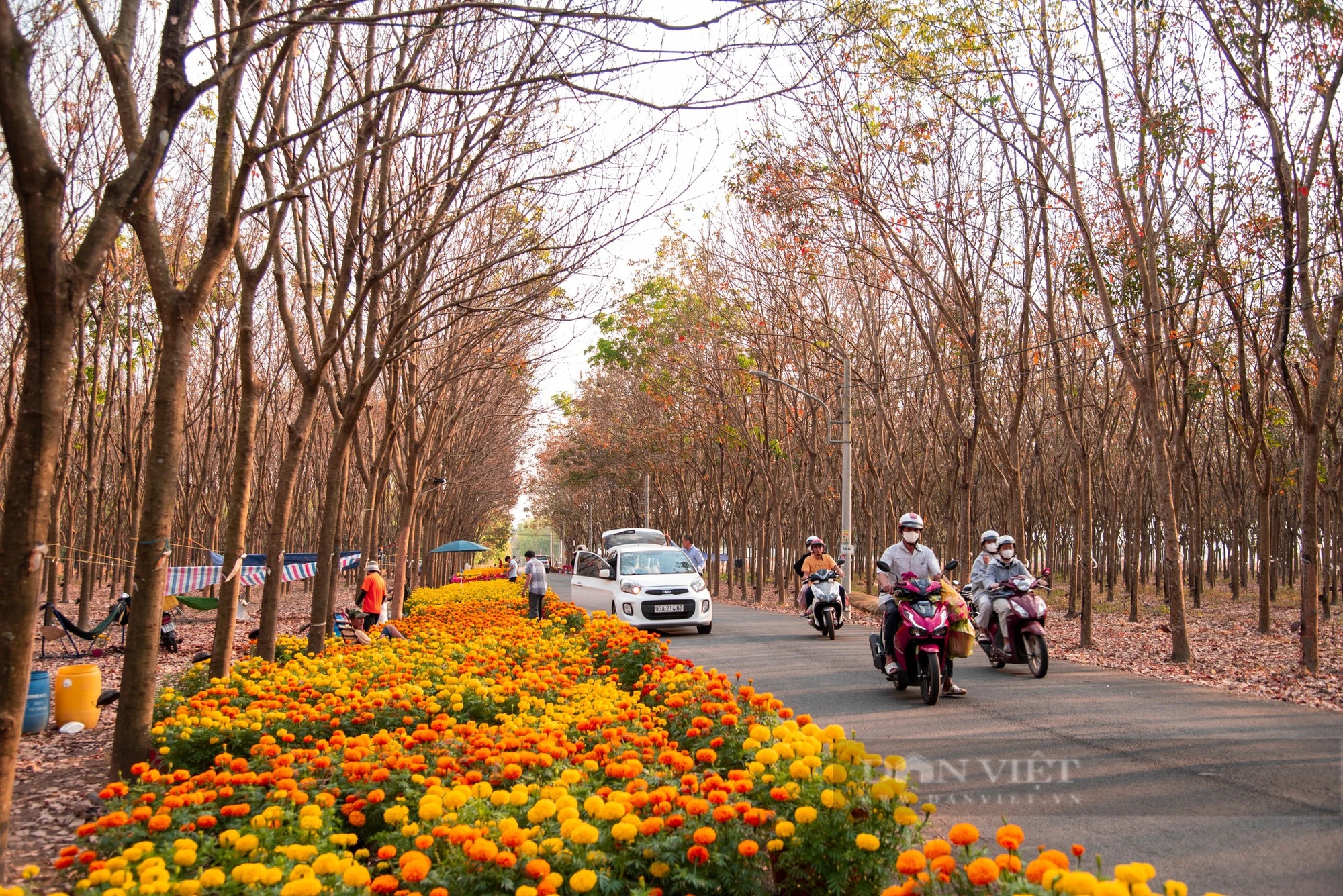 Một khu rừng ở Bình Phước bất chợt đẹp như châu Âu, đi chơi Tết ai cũng chụp hình, quay phim- Ảnh 6.