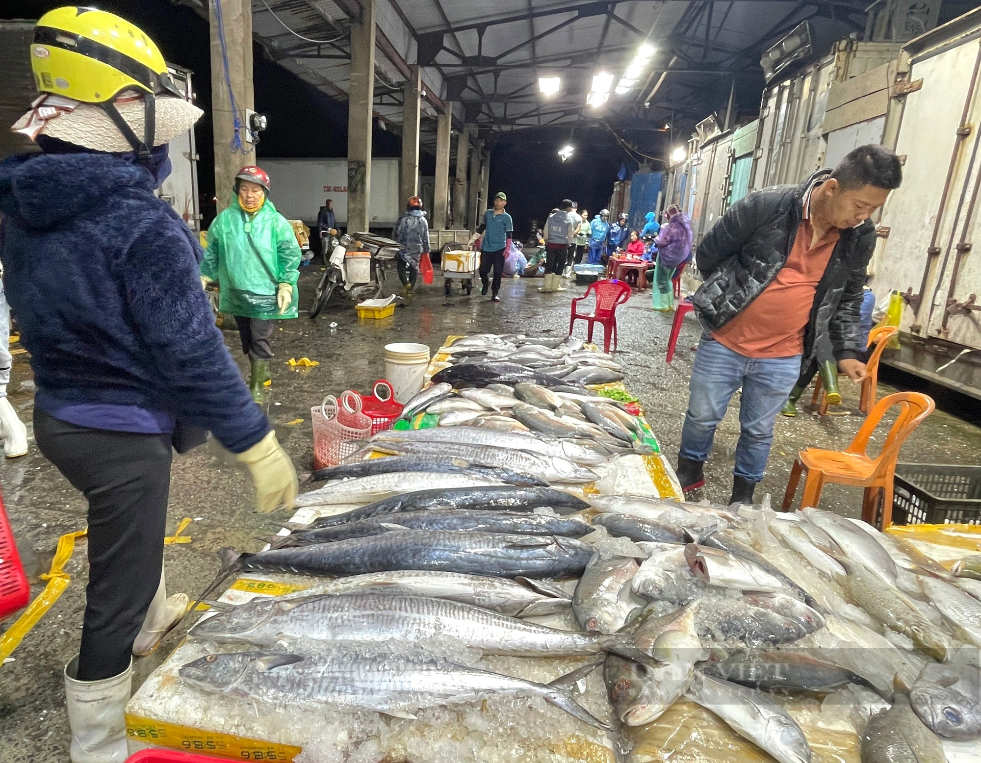 30 Tết, tàu thuyền cập cảng đầy cá thu, cá ngừ, giá bán cao, ngư dân Quảng Bình phấn khởi- Ảnh 3.