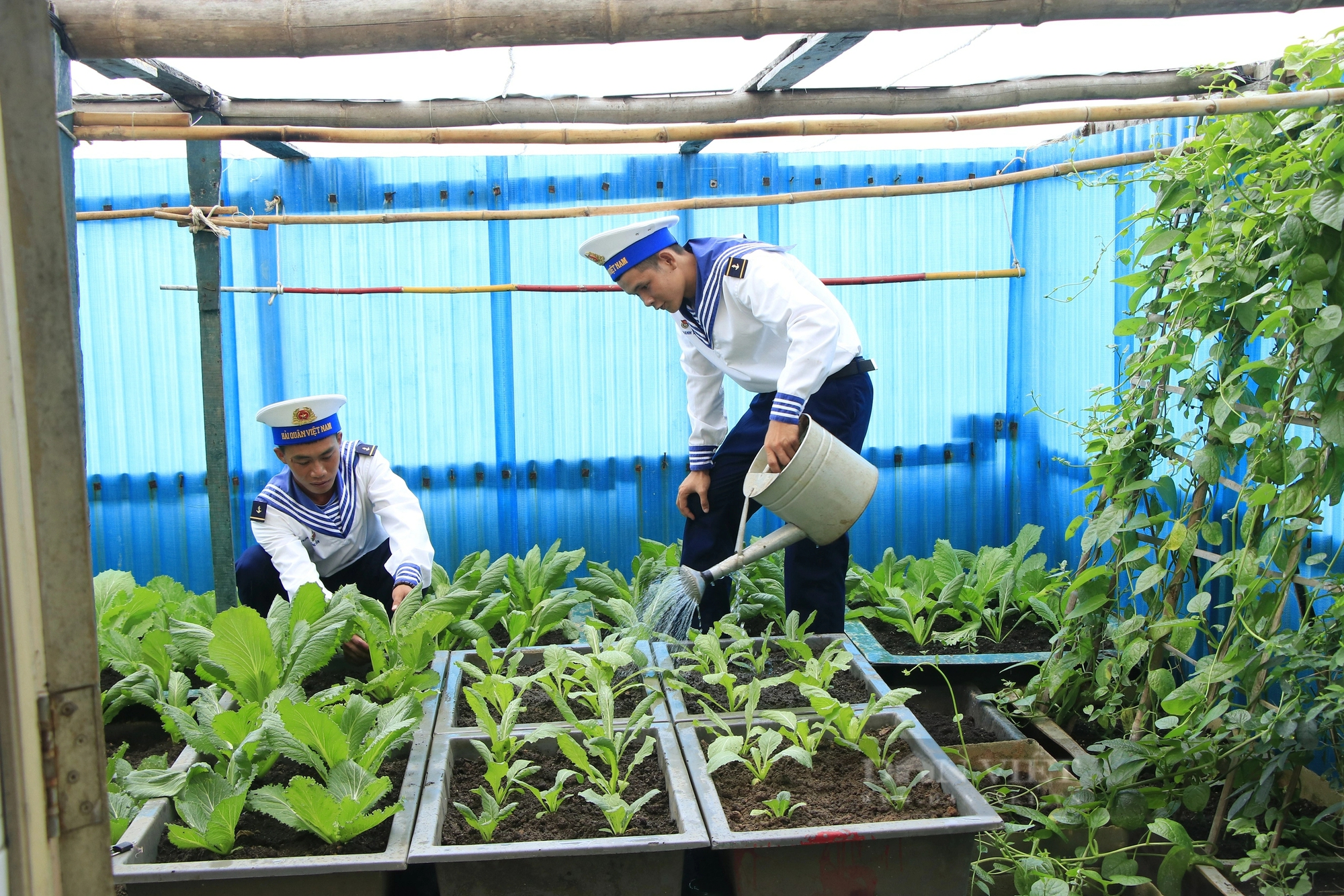 Những "nông dân" nuôi, trồng trên Biển Đông giúp Trường Sa, vùng nhà giàn DK1 thêm xanh- Ảnh 11.