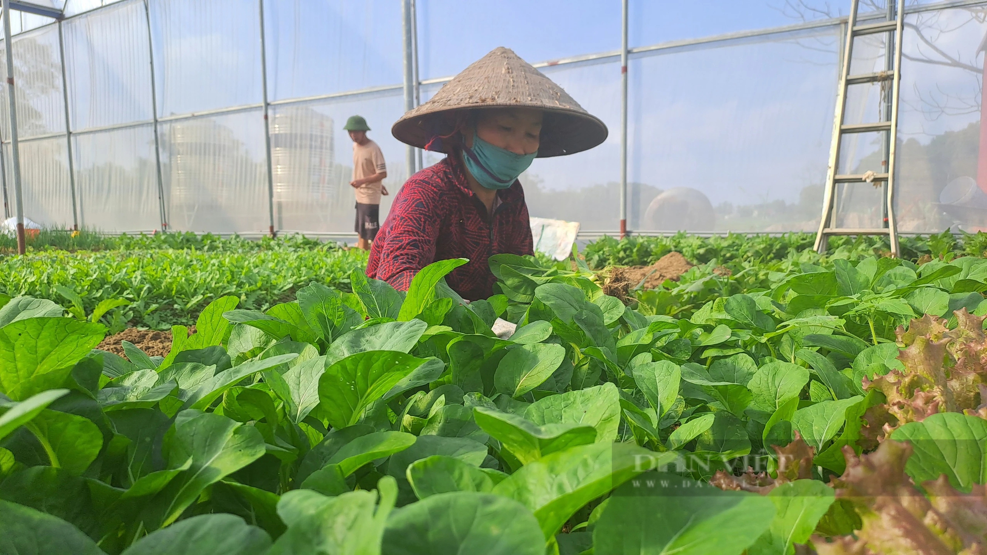 Thái Nguyên: Cả làng trồng rau bán Tết, được mùa được giá, dân mừng- Ảnh 5.