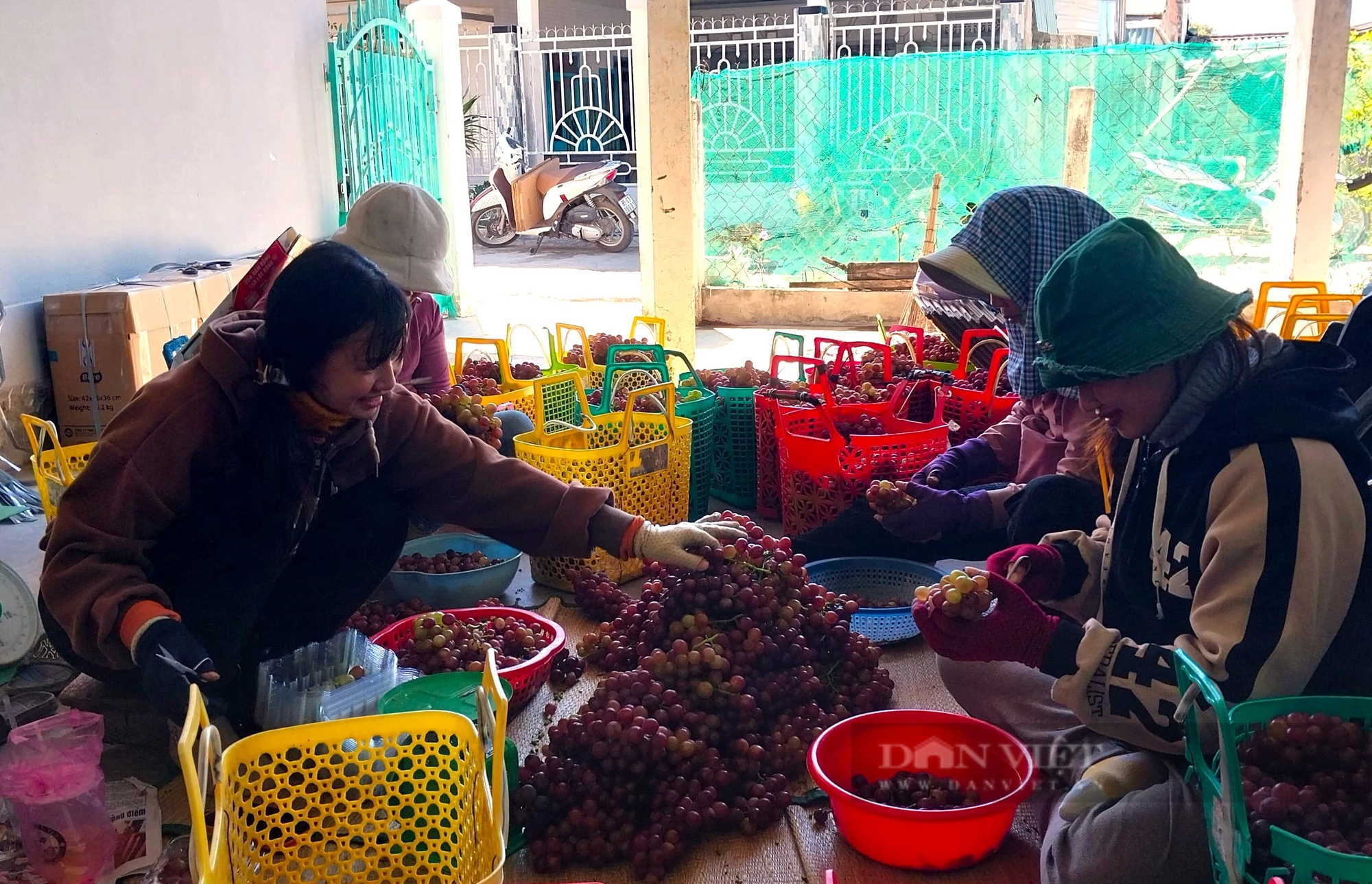 Tết Giáp Thìn vui tươi trong những ngôi nhà mới ở vùng trồng nho lớn nhất tỉnh Ninh Thuận- Ảnh 5.