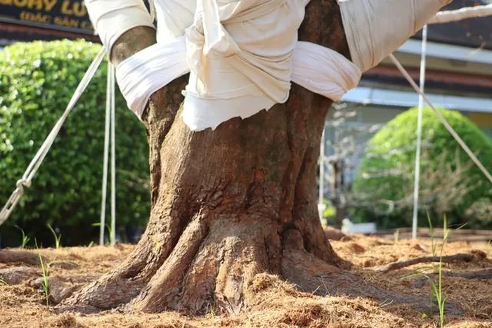 Đây là cây mai vàng kỳ, mỹ, dáng khổng lồ giá 2 tỷ, chở từ Đồng Tháp xuống Cà Mau, cả chợ xuýt xoa- Ảnh 3.