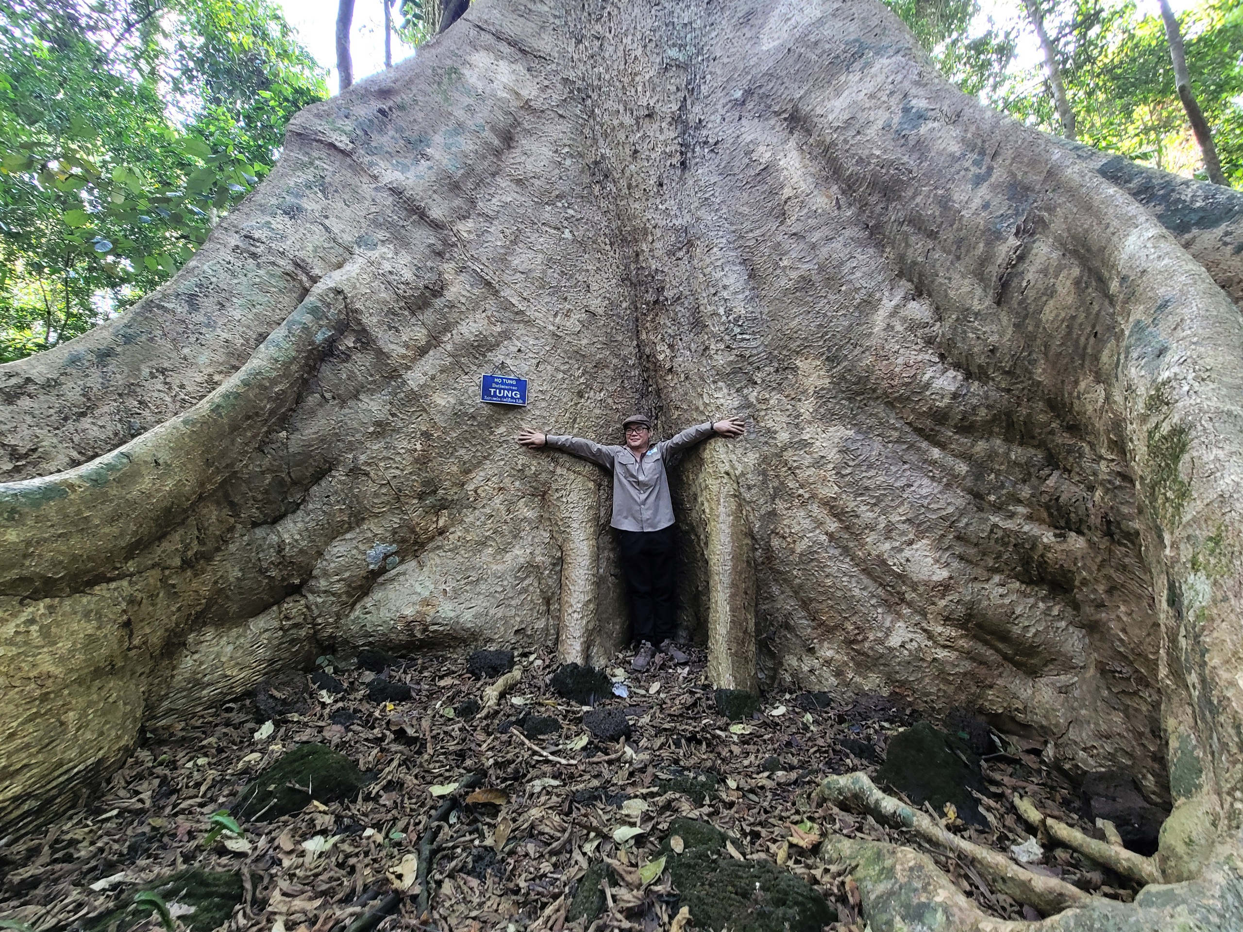 Một cây cổ thụ kỳ mỹ gần 500 tuổi tại khu rừng giáp ranh Lâm Đồng, Bình Phước, Đồng Nai ví như "thằn lằn sấm"- Ảnh 9.