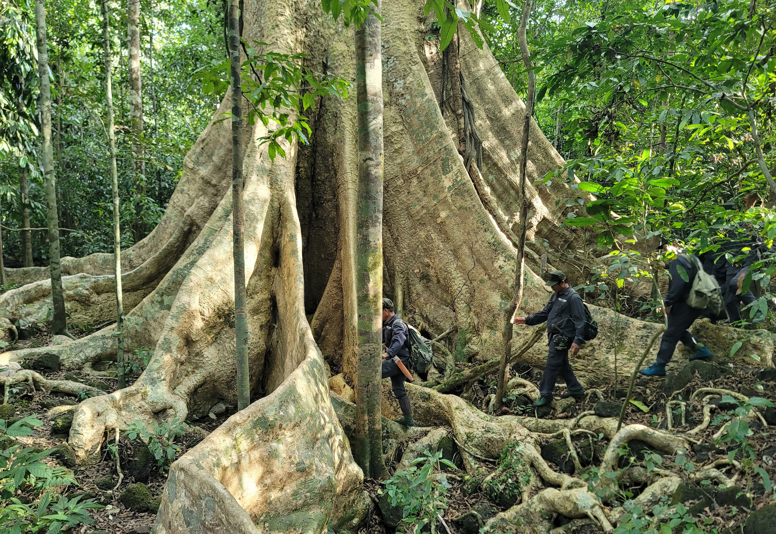 Một cây cổ thụ kỳ mỹ gần 500 tuổi tại khu rừng giáp ranh Lâm Đồng, Bình Phước, Đồng Nai ví như "thằn lằn sấm"- Ảnh 3.
