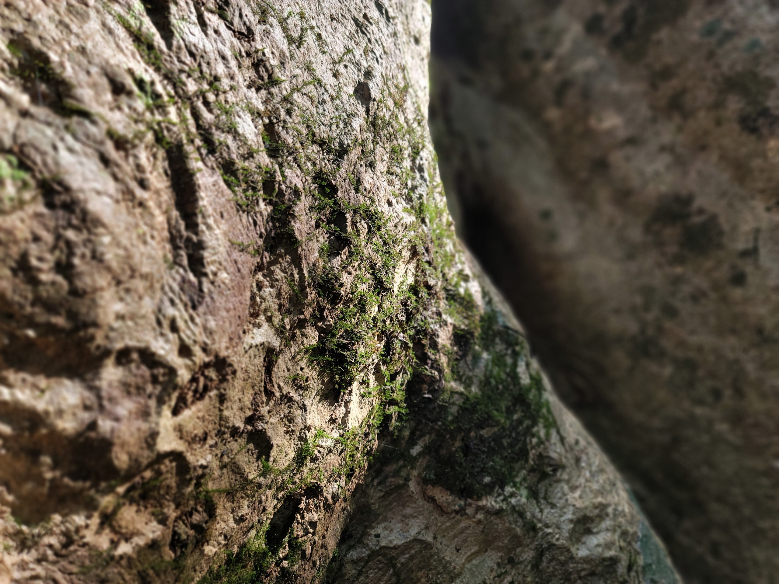 Một cây cổ thụ kỳ mỹ gần 500 tuổi tại khu rừng giáp ranh Lâm Đồng, Bình Phước, Đồng Nai ví như "thằn lằn sấm"- Ảnh 6.
