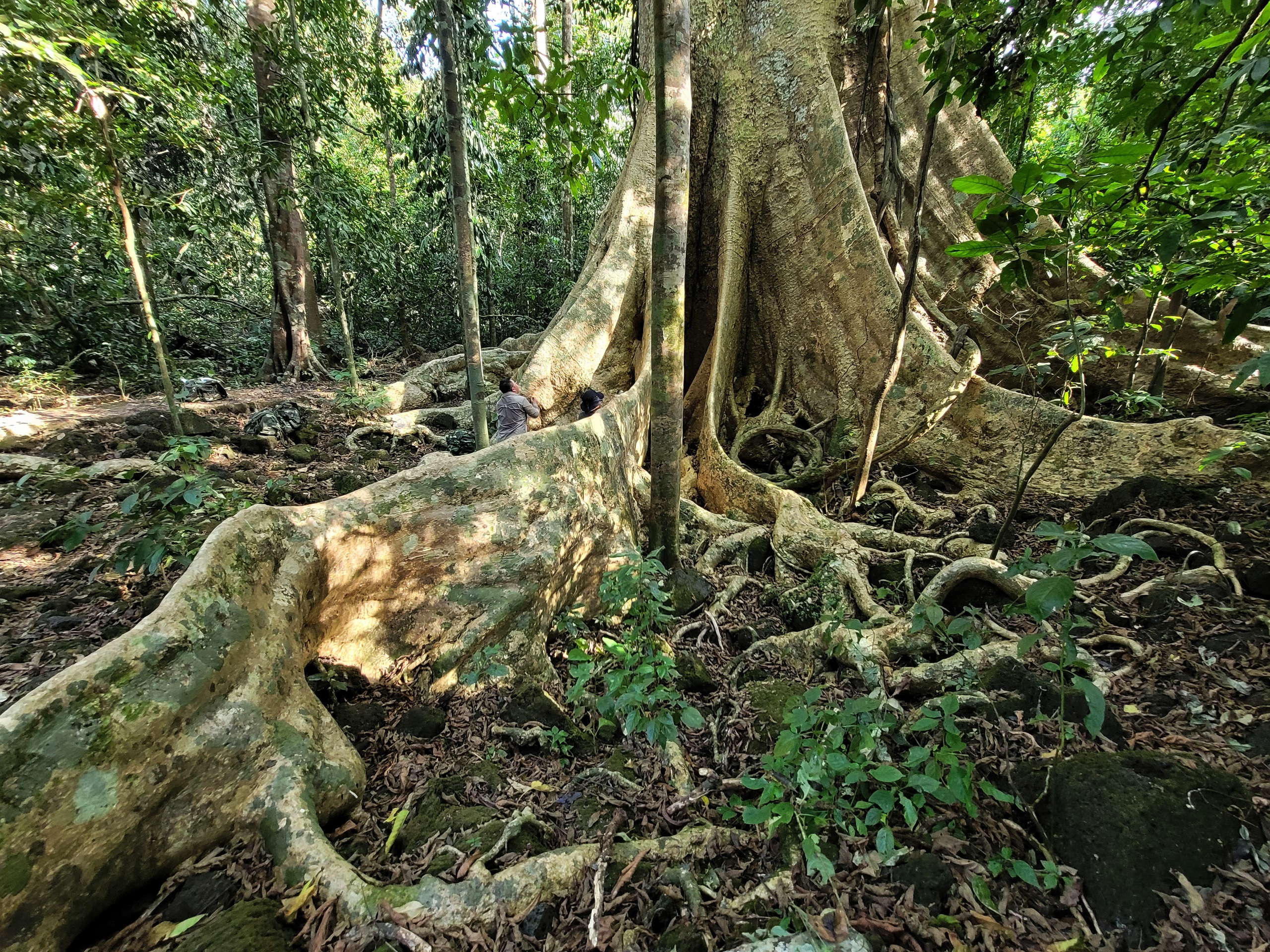 Một cây cổ thụ kỳ mỹ gần 500 tuổi tại khu rừng giáp ranh Lâm Đồng, Bình Phước, Đồng Nai ví như "thằn lằn sấm"- Ảnh 4.