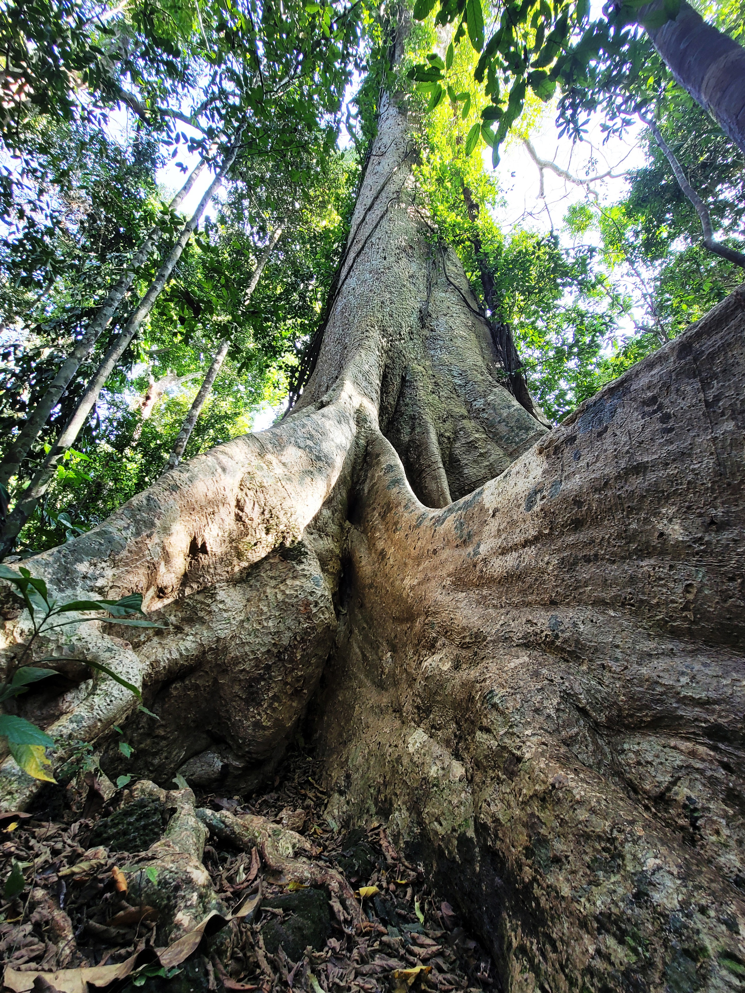 Một cây cổ thụ kỳ mỹ gần 500 tuổi tại khu rừng giáp ranh Lâm Đồng, Bình Phước, Đồng Nai ví như "thằn lằn sấm"- Ảnh 5.