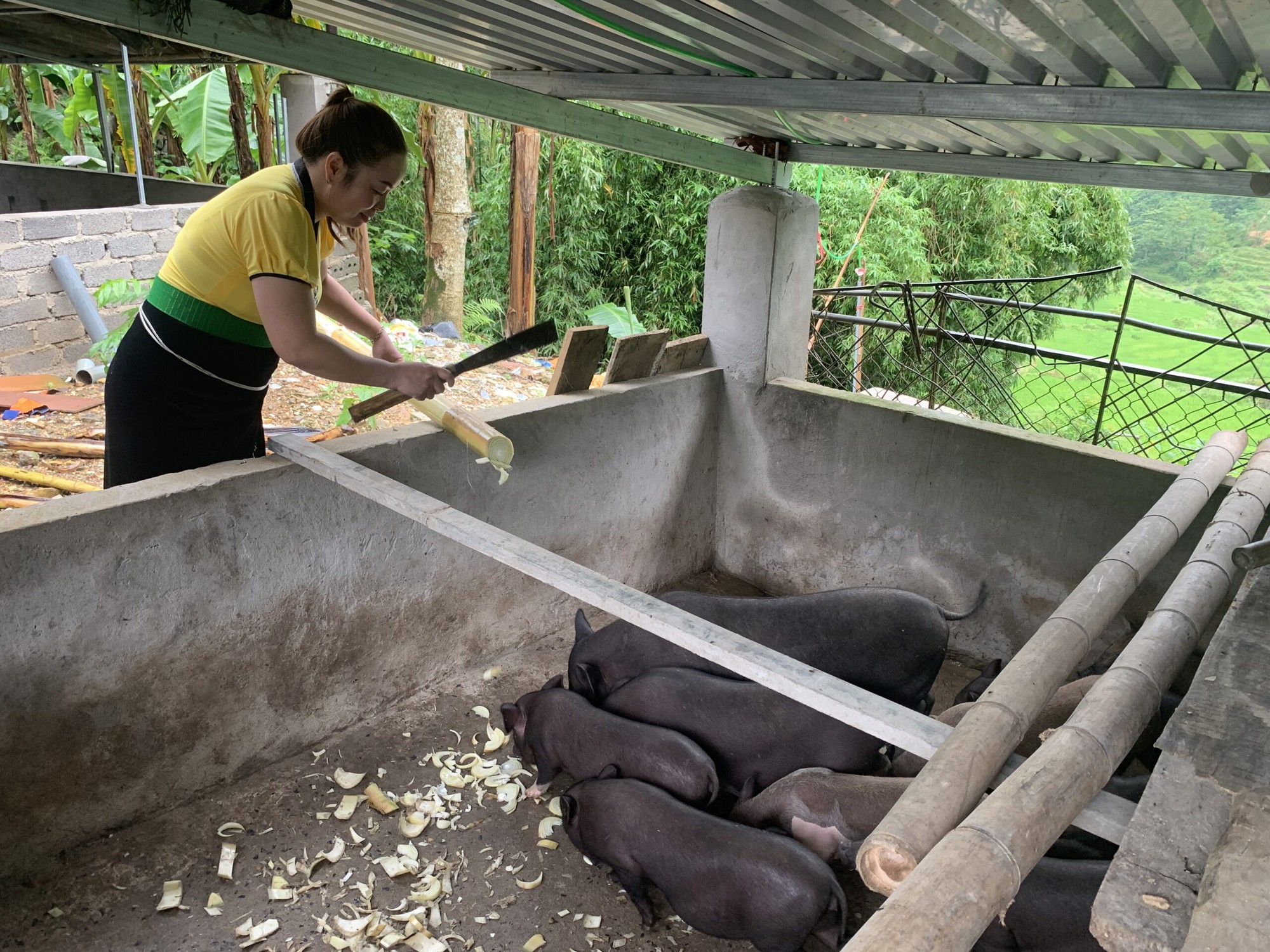 Nữ Giám đốc dân tộc Tày ở Hòa Bình làm thương hiệu thịt lợn bản địa Tân Minh- Ảnh 1.