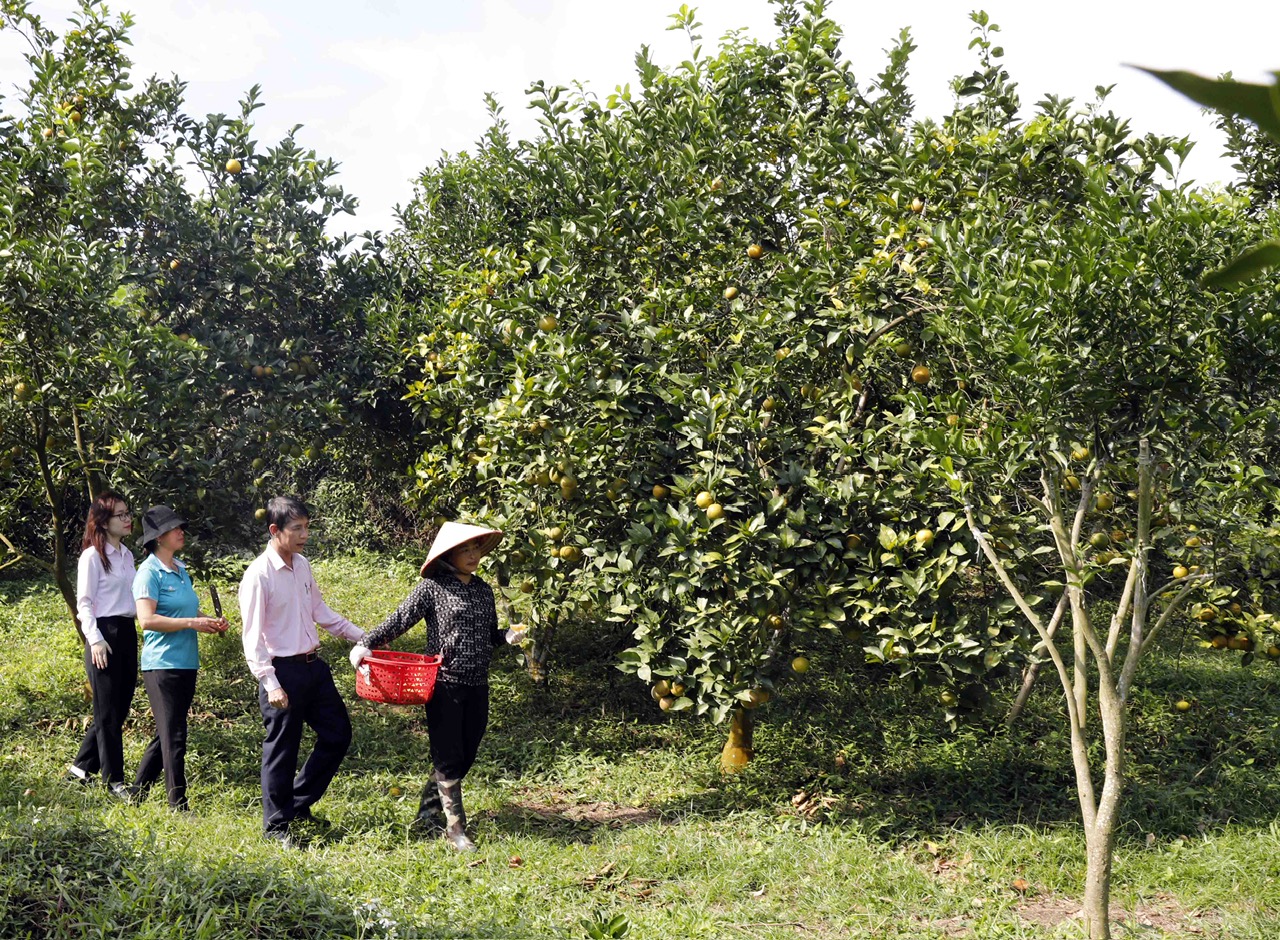 Bank for Social Policy of Bac Kan province makes an important contribution to the implementation of the National Target Program for sustainable poverty reduction - Photo 4.