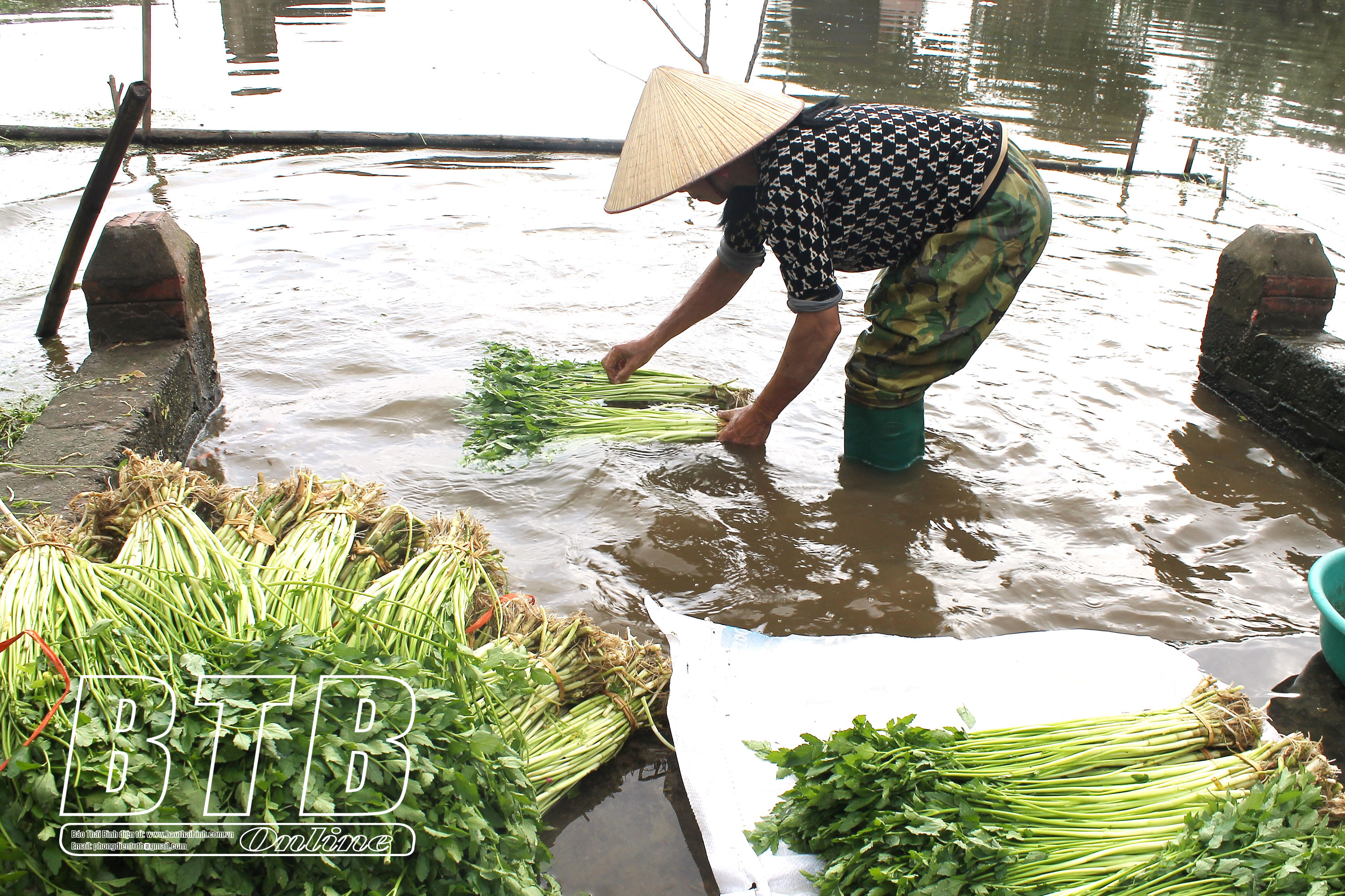 Loại rau được coi như vị thuốc quý tăng giá, 30 Tết nông dân Thái Bình vẫn tất bật hái bán, thu ngay 10-15 triệu/sào- Ảnh 1.