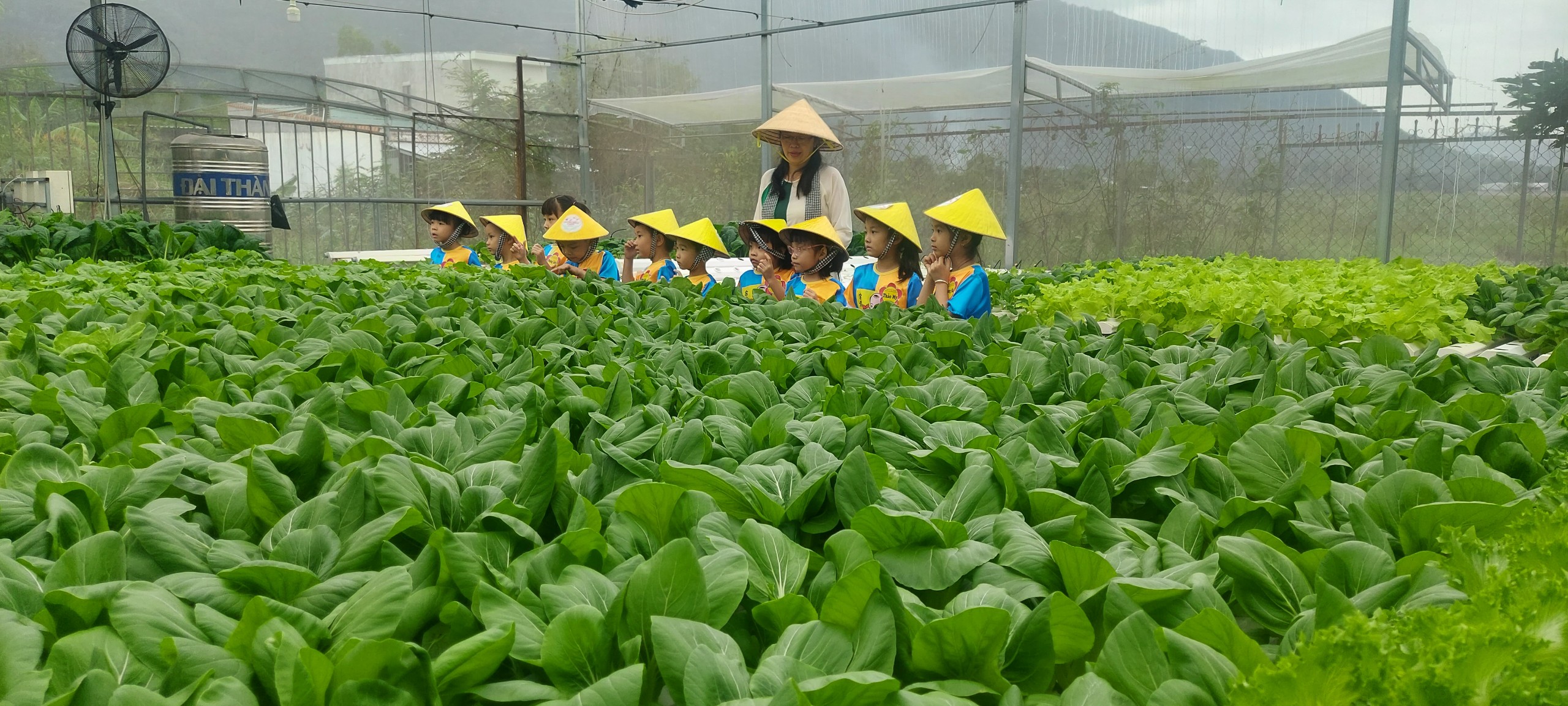 Một vườn rau thủy canh ở Nha Trang, nhìn là muốn ăn, trẻ em lại háo hức khám phá- Ảnh 2.