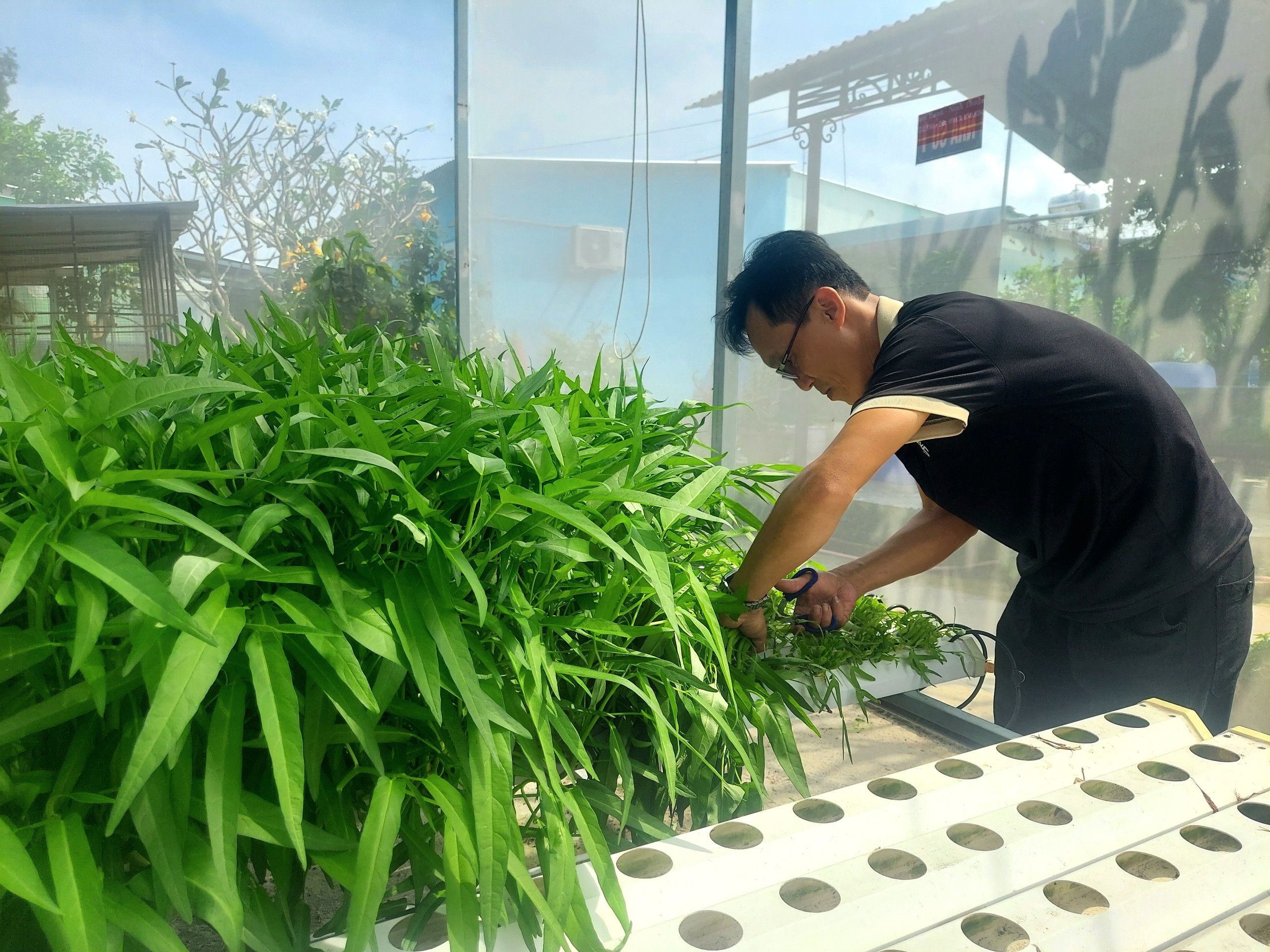 Một vườn rau thủy canh ở Nha Trang, nhìn là muốn ăn, trẻ em lại háo hức khám phá- Ảnh 3.