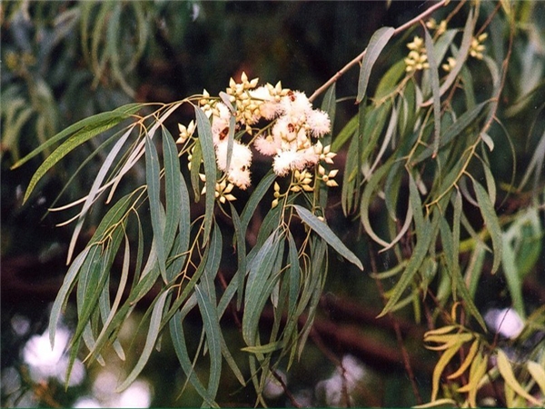 Kỳ lạ loài cây có thể hút vàng lên lá, ở Việt Nam mọc nhiều- Ảnh 2.