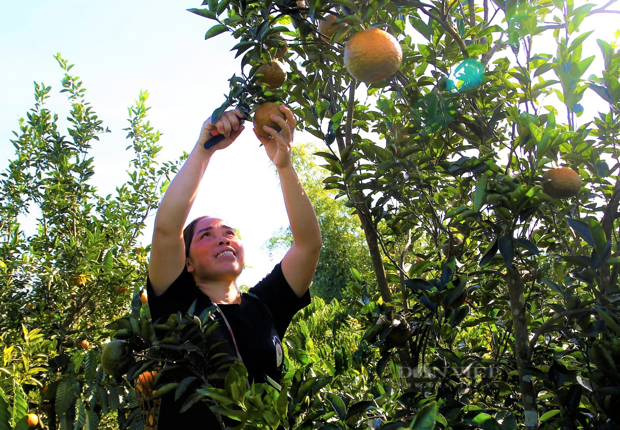 Trồng mỳ chả khá lên được, chị nông dân Kon Tum trồng thứ cây ra trái giàu vitamin C, thu ngay trăm triệu- Ảnh 1.