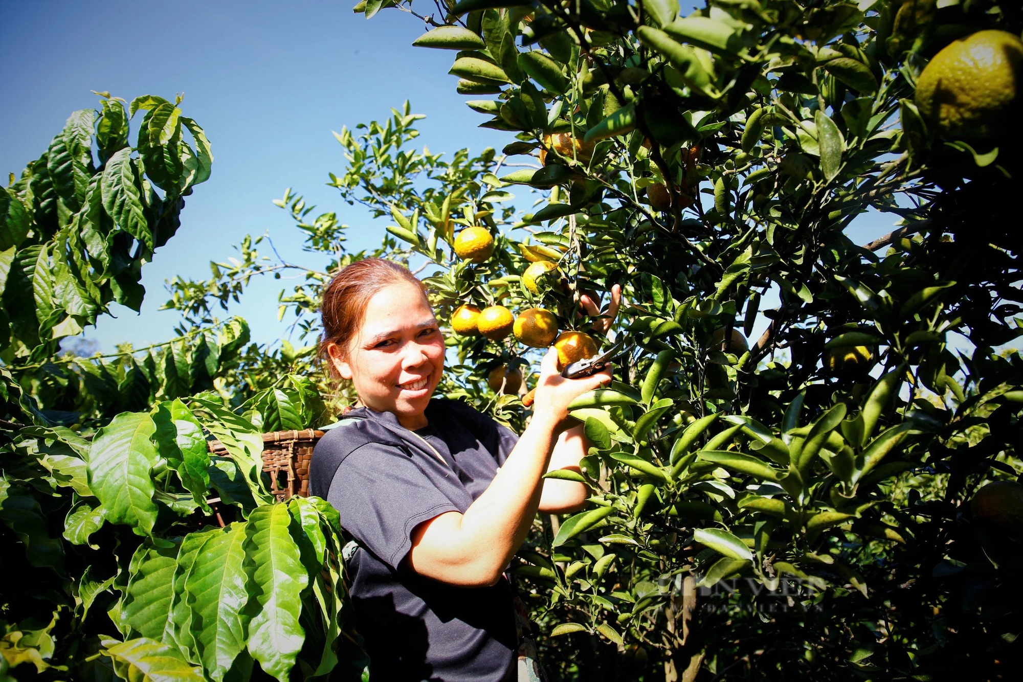 Trồng mỳ chả khá lên được, chị nông dân Kon Tum trồng thứ cây ra trái giàu vitamin C, thu ngay trăm triệu- Ảnh 5.