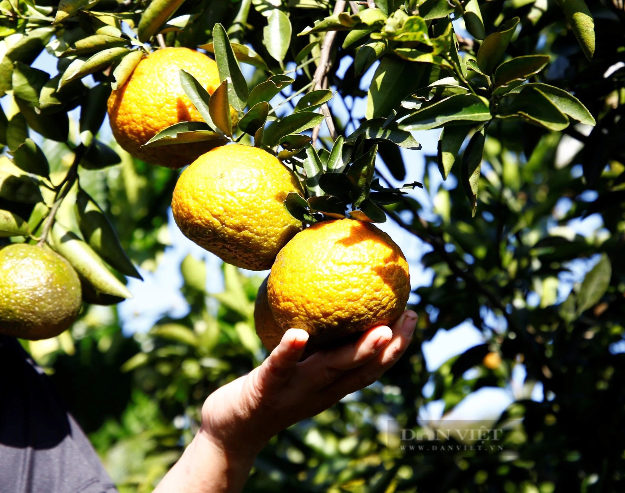 Trồng mỳ chả khá lên được, chị nông dân Kon Tum trồng thứ cây ra trái giàu vitamin C, thu ngay trăm triệu- Ảnh 3.