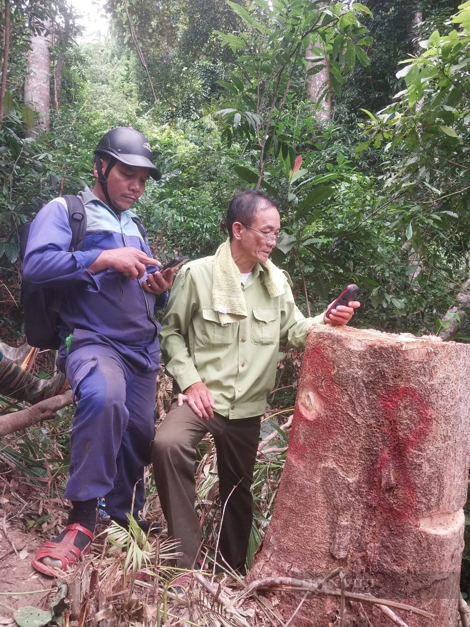Hạt Kiểm lâm đã khởi tố vụ phá rừng thuộc dự án đường dây 110kV của thủy điện Tr'Hy ở Quảng Nam- Ảnh 1.