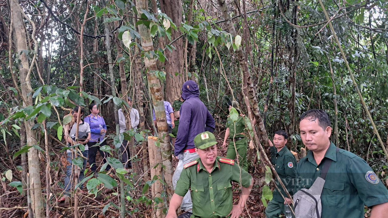 Hạt Kiểm lâm đã khởi tố vụ phá rừng thuộc dự án đường dây 110kV của thủy điện Tr'Hy ở Quảng Nam- Ảnh 3.
