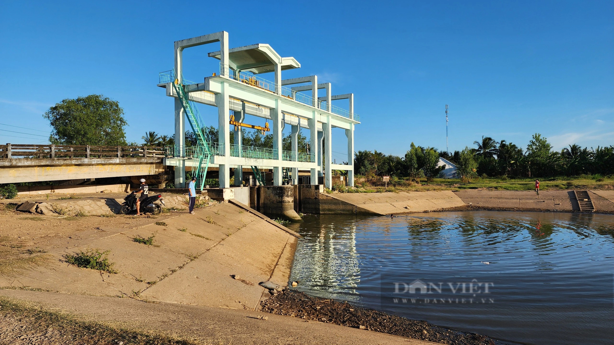 Trà lúa đông xuân muộn ở Sóc Trăng đang phơi nắng nóng, khô hạn, xâm nhập mặn lăm le- Ảnh 4.