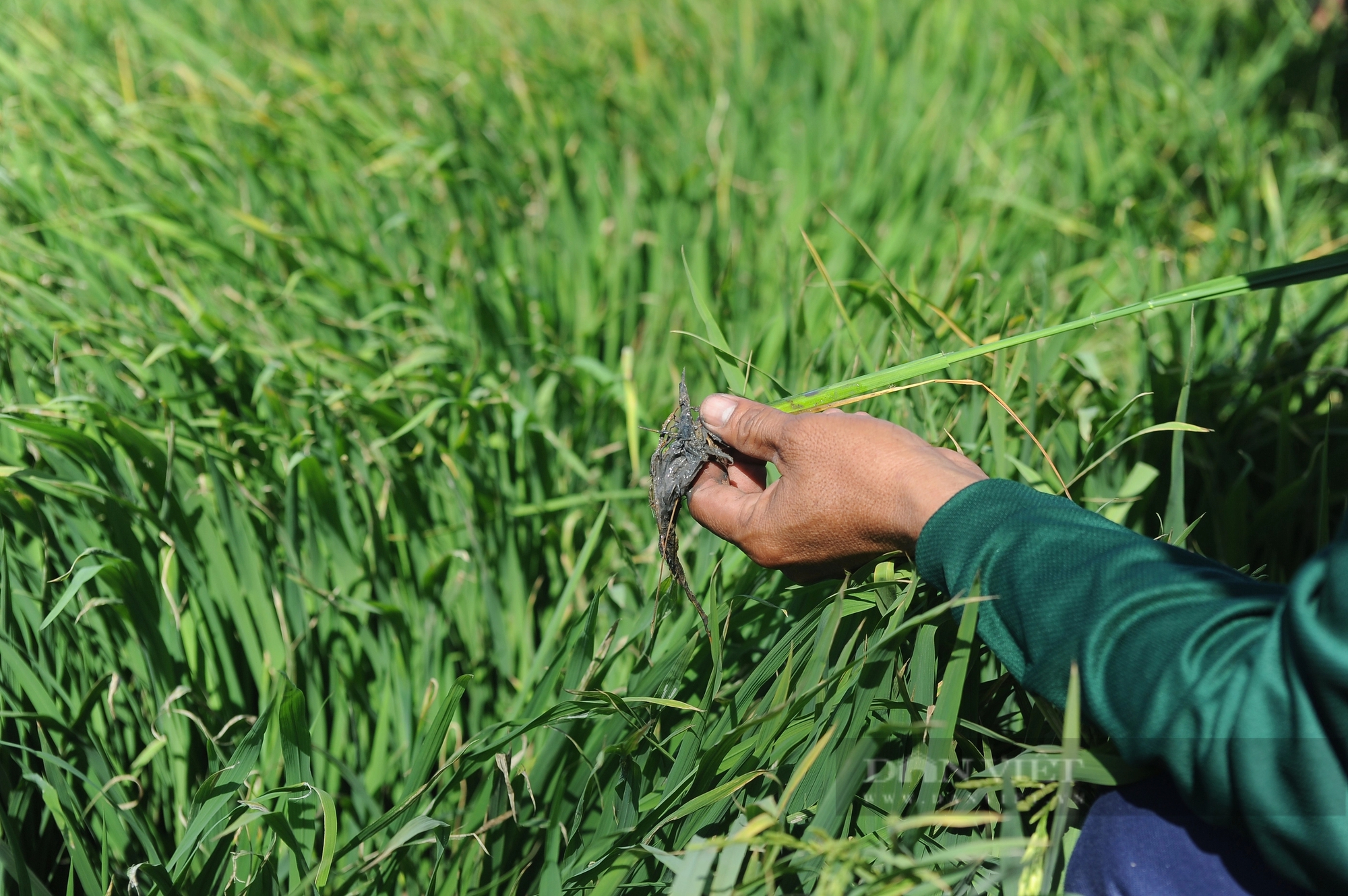 Trà lúa đông xuân muộn ở Sóc Trăng đang phơi nắng nóng, khô hạn, xâm nhập mặn lăm le- Ảnh 5.