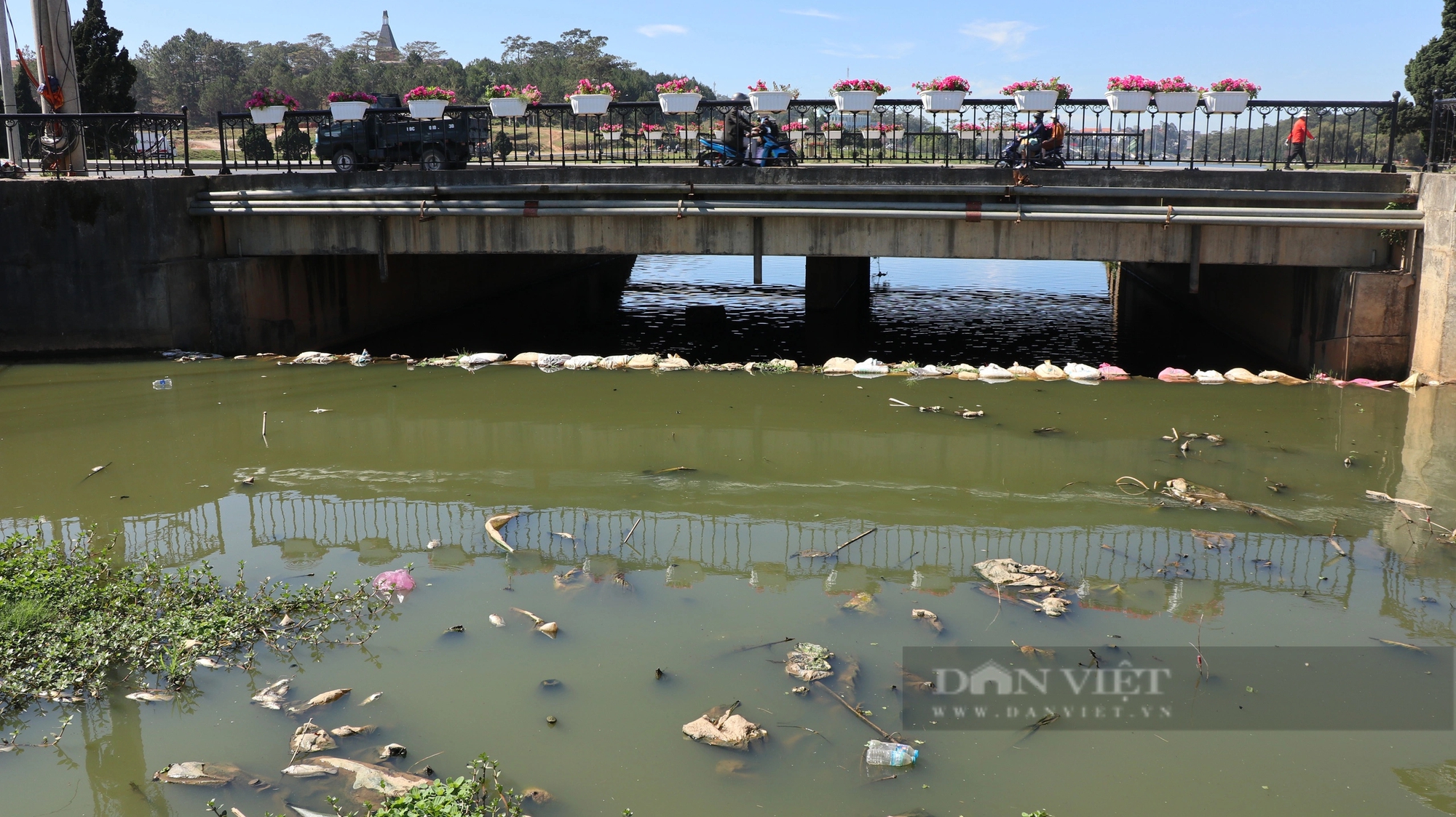 Ba hồ lắng nước trước khi chảy vào hồ Xuân Hương tại TP.Đà Lạt ô nhiễm nặng, nước đen sì- Ảnh 3.
