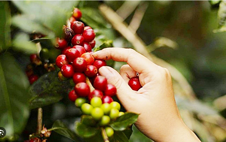 Giá cà phê ngày 1/3: Đồng loạt tăng, xuất khẩu cà phê tăng 85%, giá xuất khẩu cao nhất mọi thời đại đạt 3.153 USD/tấn- Ảnh 3.