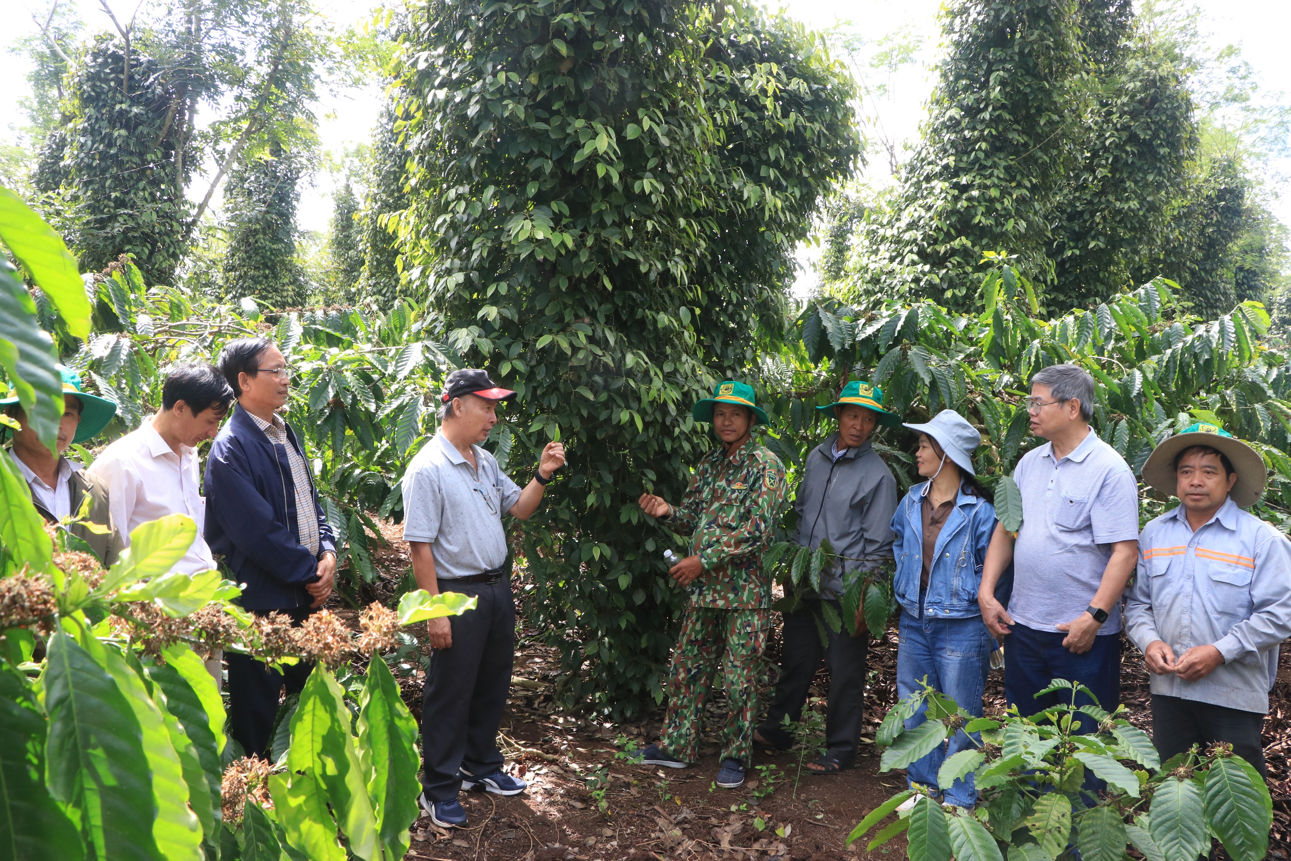 Chuyên gia, nhà khoa học đến tận vườn trao đổi với nông dân về mô hình canh tác cà phê thông minh- Ảnh 1.