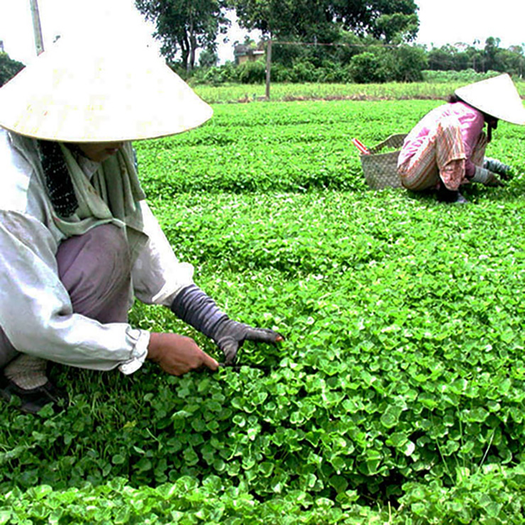 Loài cây mọc hoang khắp Việt Nam nay được “nâng tầm” thành thuốc quý chống trầm cảm- Ảnh 2.