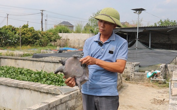Một ông nông dân Bắc Giang nuôi thành công con đặc sản to bự, bán 350.000-400.000 đồng/kg