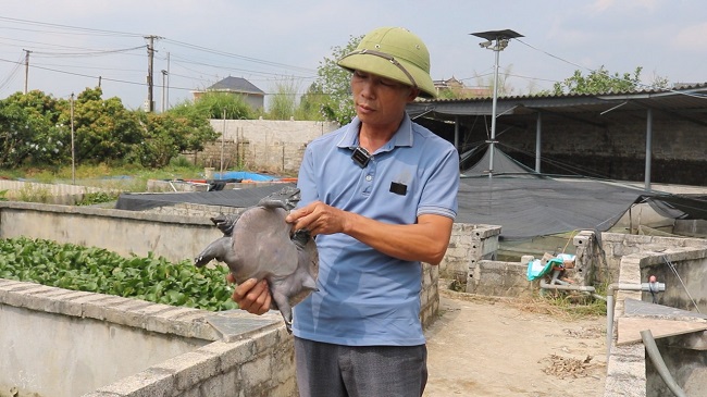 Một ông nông dân Bắc Giang nuôi thành công con đặc sản to bự, bán 350.000-400.000 đồng/kg- Ảnh 1.