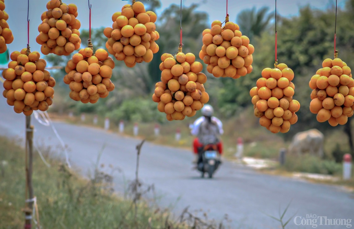 Ngoài bưởi Năm Roi, tỉnh Vĩnh Long còn sở hữu một loại trái cây đặc sản nổi tiếng khác, đó là loại trái cây gì?- Ảnh 5.