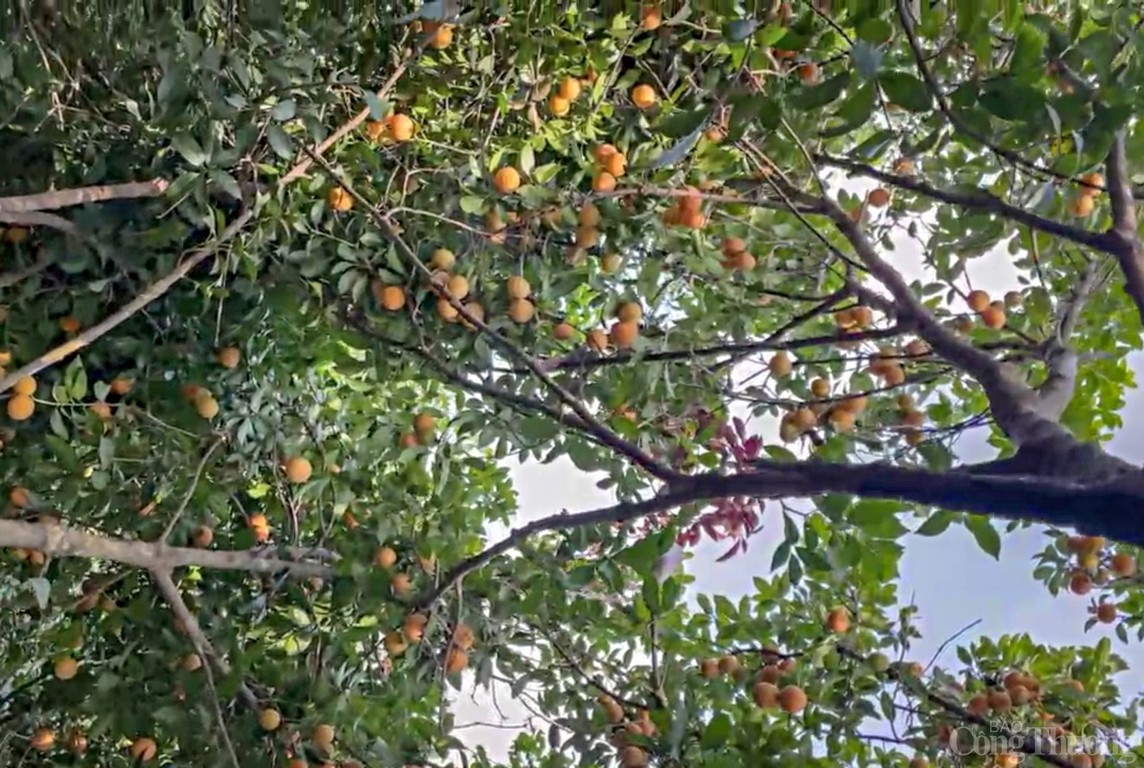 Ngoài bưởi Năm Roi, tỉnh Vĩnh Long còn sở hữu một loại trái cây đặc sản nổi tiếng khác, đó là loại trái cây gì?- Ảnh 7.