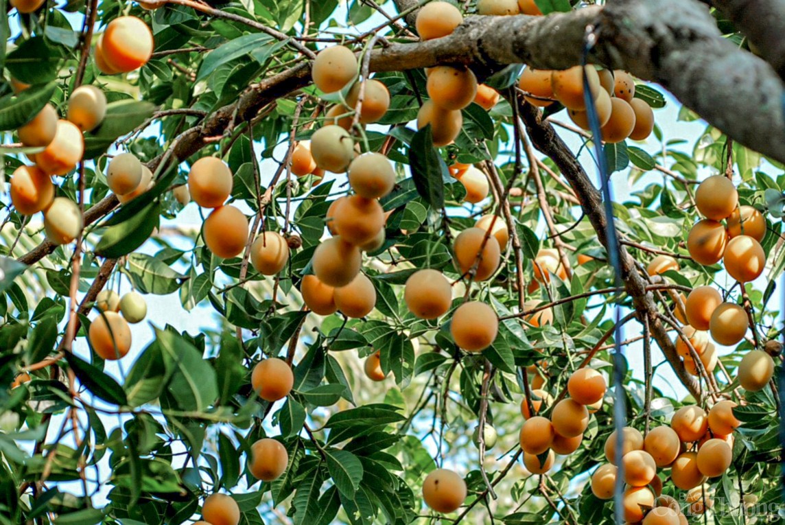 Ngoài bưởi Năm Roi, tỉnh Vĩnh Long còn sở hữu một loại trái cây đặc sản nổi tiếng khác, đó là loại trái cây gì?- Ảnh 8.