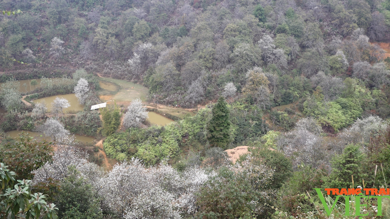 Mê mẩn với rừng hoa sơn tra lớn nhất Việt Nam- Ảnh 1.