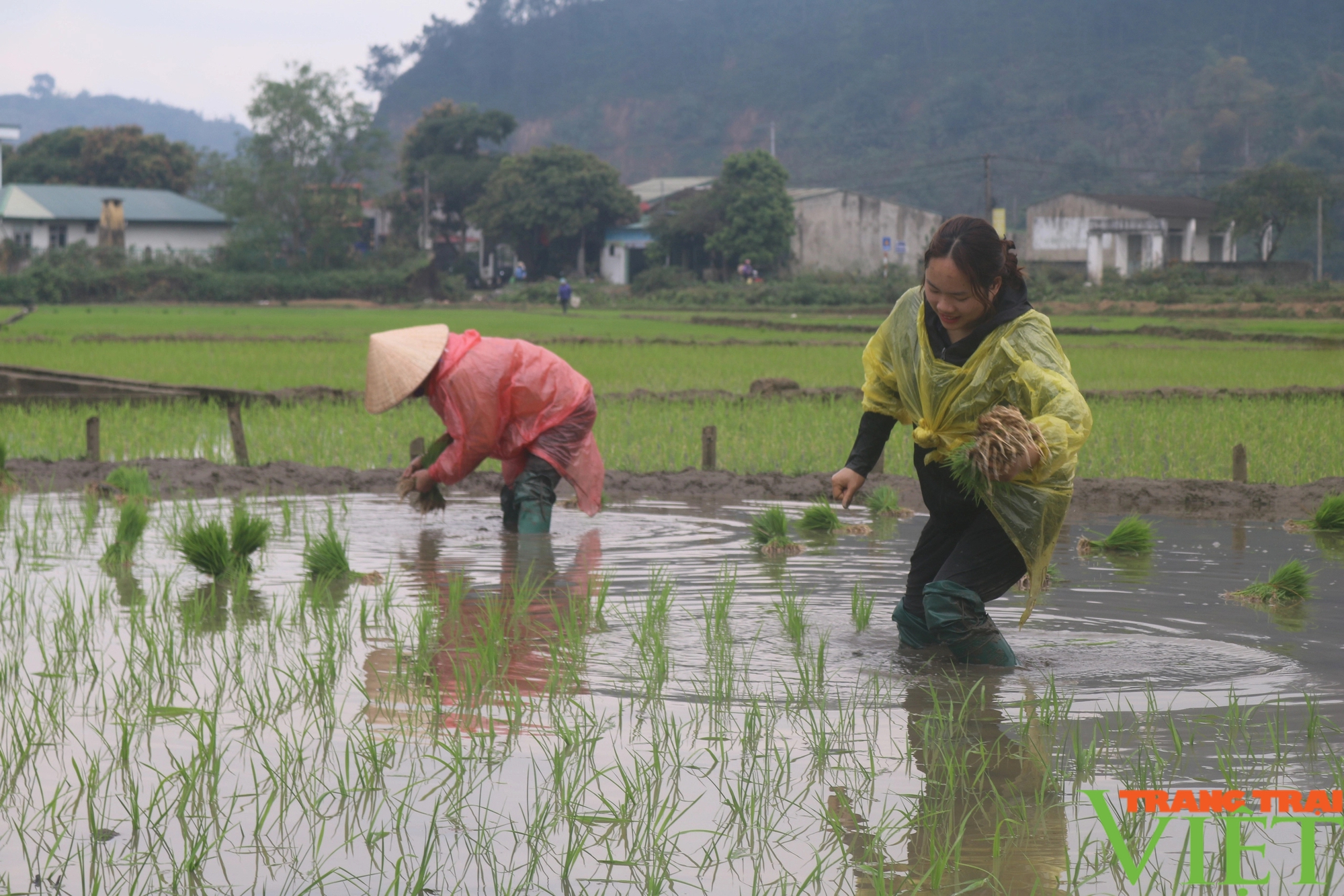 Nông dân Lào Cai xuống đồng cấy lúa- Ảnh 10.