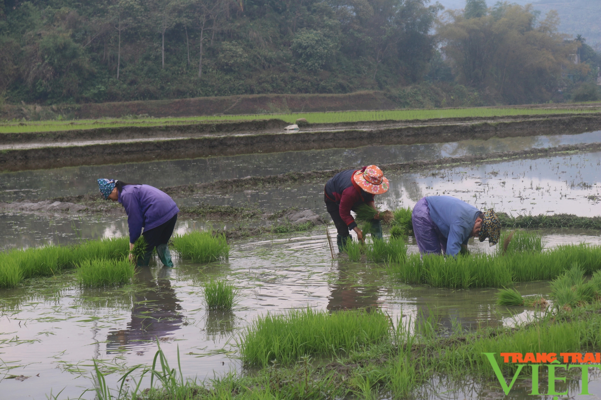 Nông dân Lào Cai xuống đồng cấy lúa- Ảnh 13.