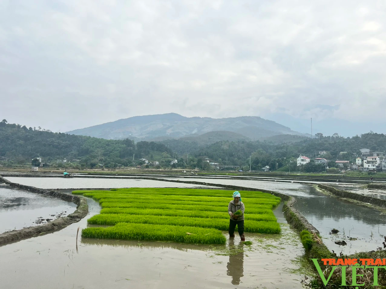 Nông dân Lào Cai xuống đồng cấy lúa- Ảnh 15.