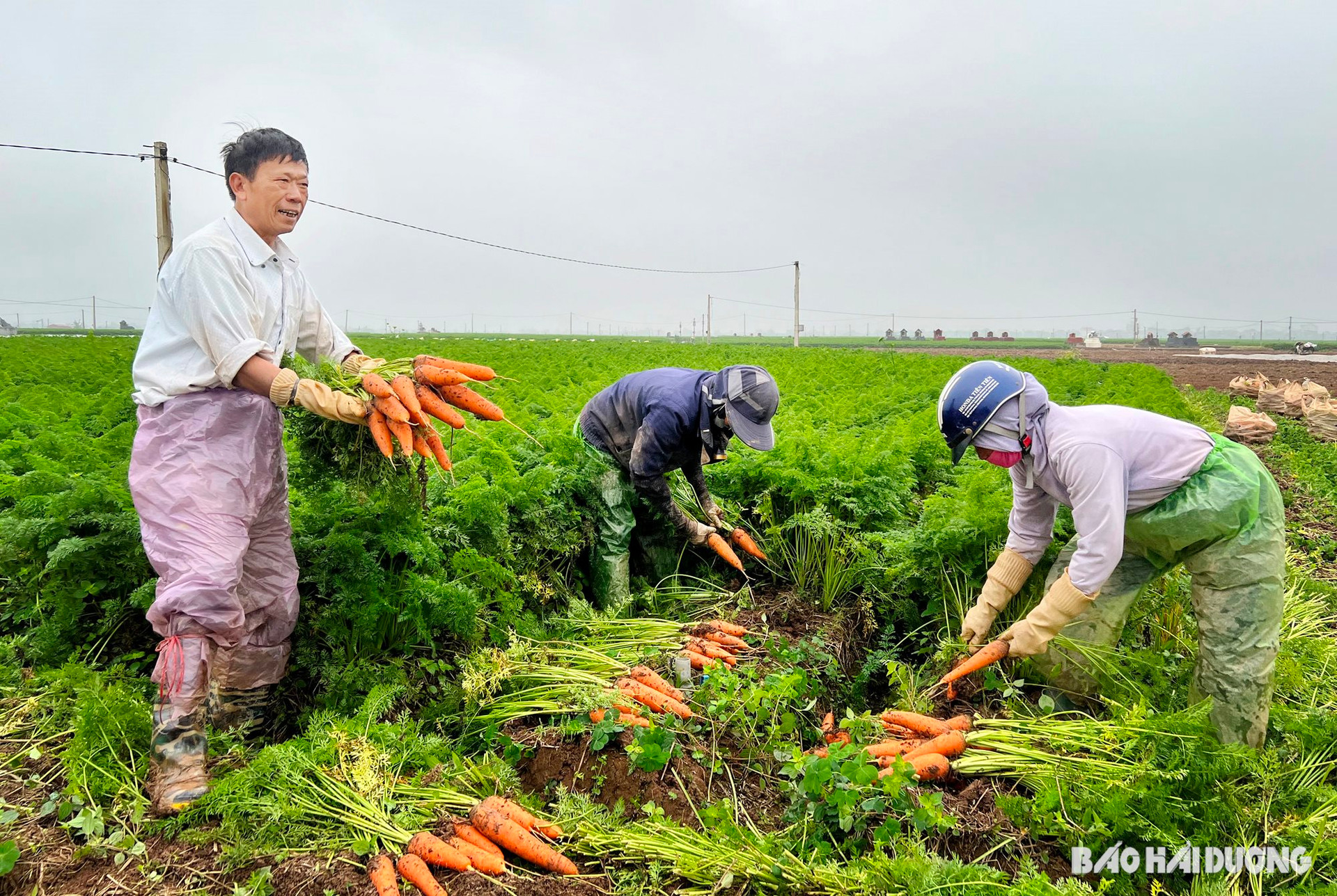 Bán loại củ ăn vào sáng mắt, đẹp da sang Hàn Quốc, Nhật Bản, nông dân một xã của Hải Dương thu tiền tỷ - Ảnh 1.