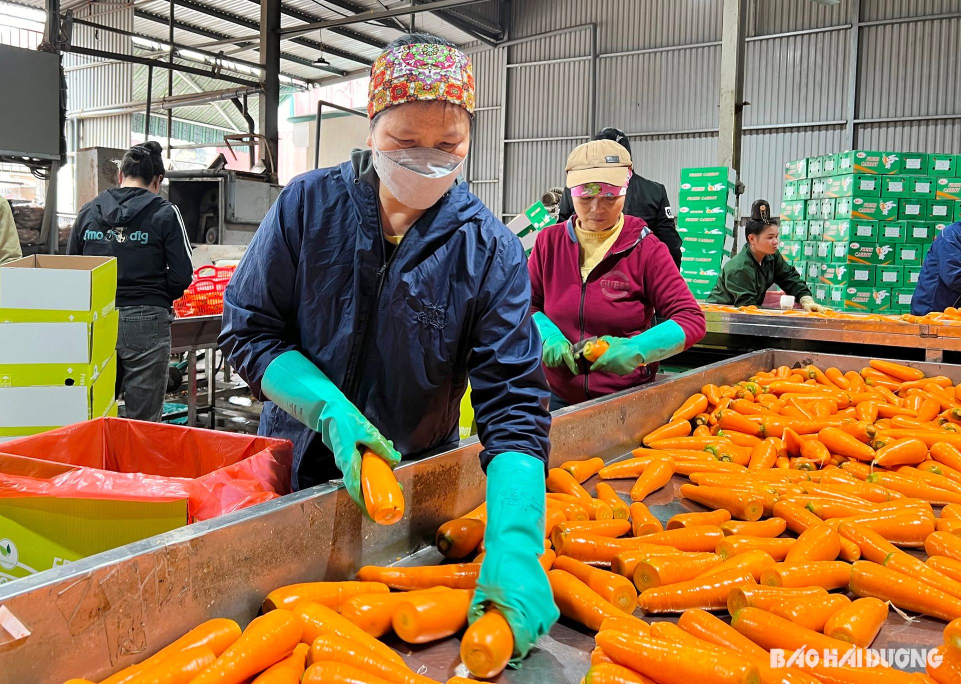 Bán loại củ ăn vào sáng mắt, đẹp da sang Hàn Quốc, Nhật Bản, nông dân một xã của Hải Dương thu tiền tỷ - Ảnh 2.