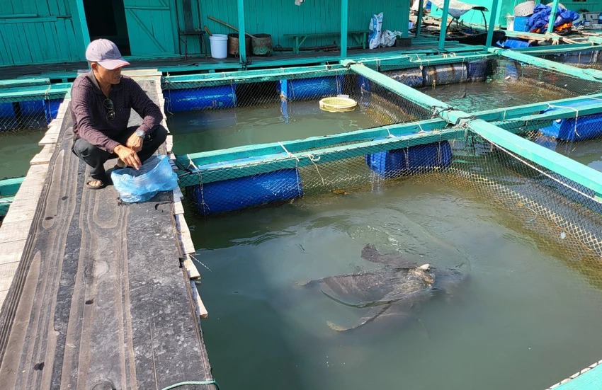 Một nông dân Hải Phòng đang nuôi đàn cá song vang, toàn con to "khổng lồ", có con nặng 70kg- Ảnh 2.