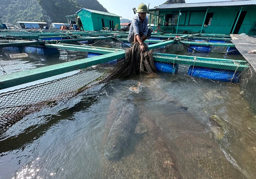 Một nông dân Hải Phòng đang nuôi đàn cá song vang, toàn con to "khổng lồ", có con nặng 70kg- Ảnh 4.