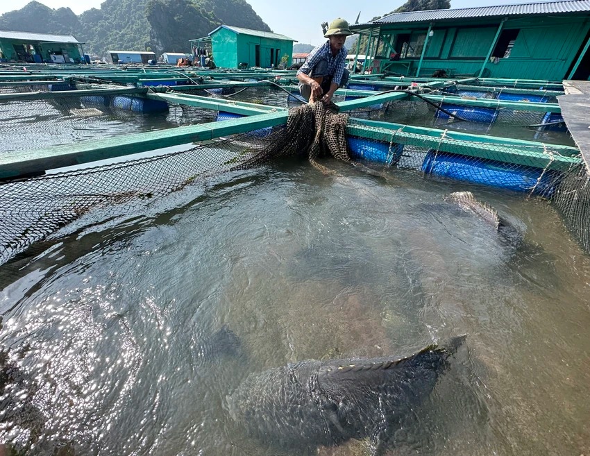 Một nông dân Hải Phòng đang nuôi đàn cá song vang, toàn con to "khổng lồ", có con nặng 70kg- Ảnh 6.