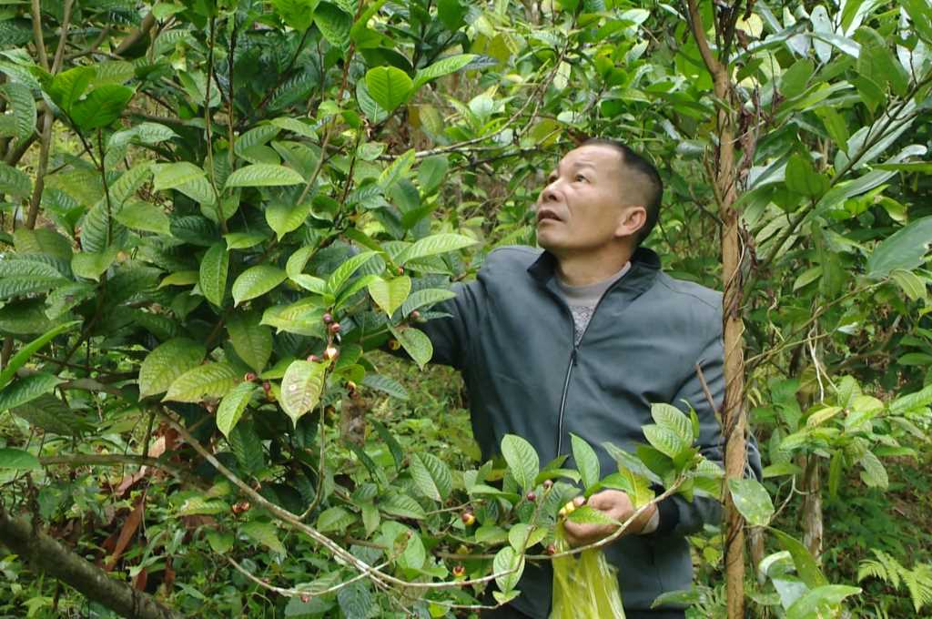 Trồng cây đặc sản ra hoa bán đắt như vàng, ở một huyện của Quảng Ninh, nhà nào trồng đều khá giả- Ảnh 2.