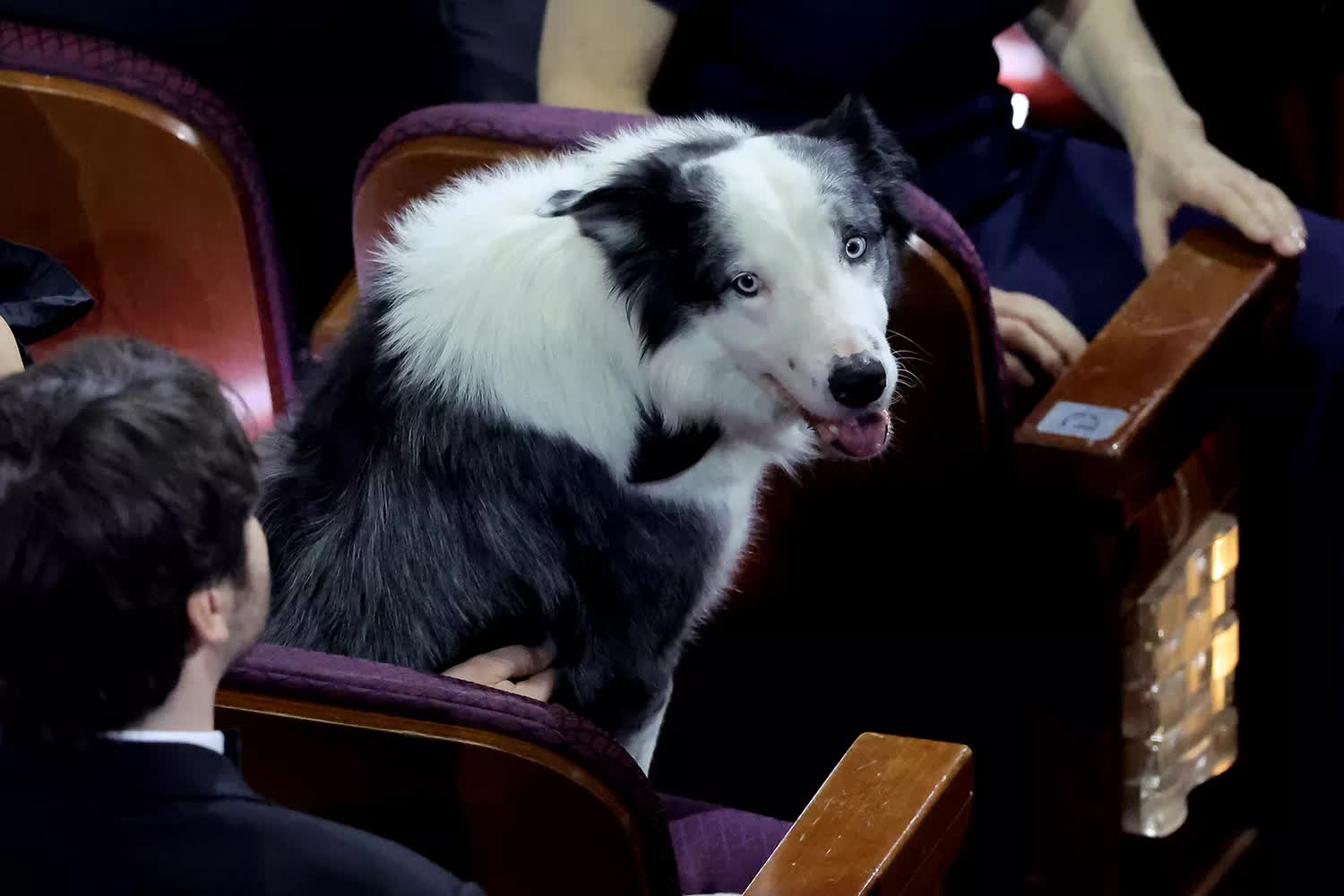 Bất ngờ nhất tại Oscar 2024: Chú chó “diễn viên” Messi xuất hiện tại lễ trao giải- Ảnh 1.