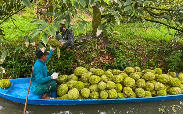 Vùng đất nổi tiếng ở Sóc Trăng, trồng 