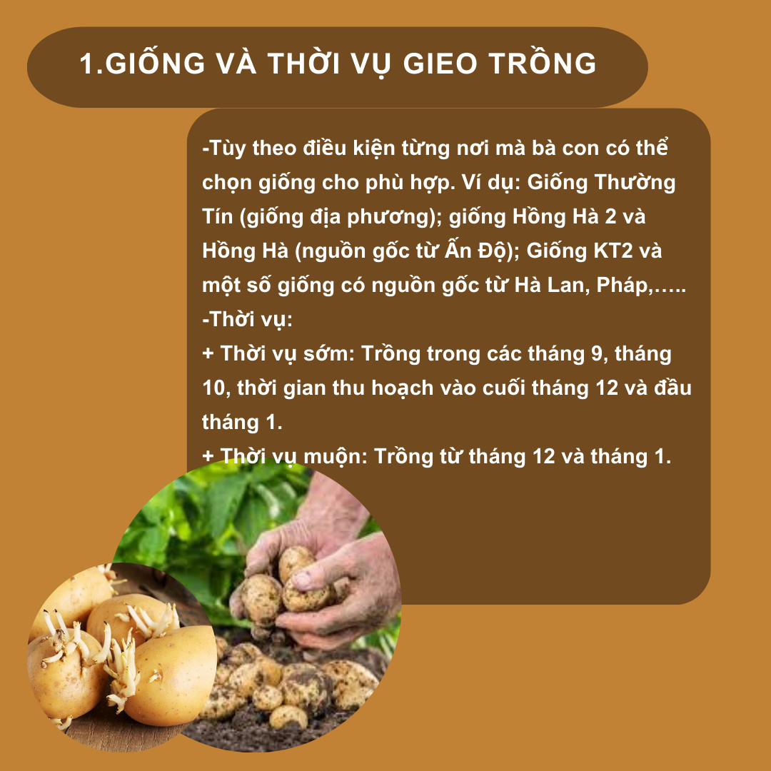 SỔ TAY NHÀ NÔNG: Kỹ thuật trồng khoai tây cho hiệu quả kinh tế cao- Ảnh 1.