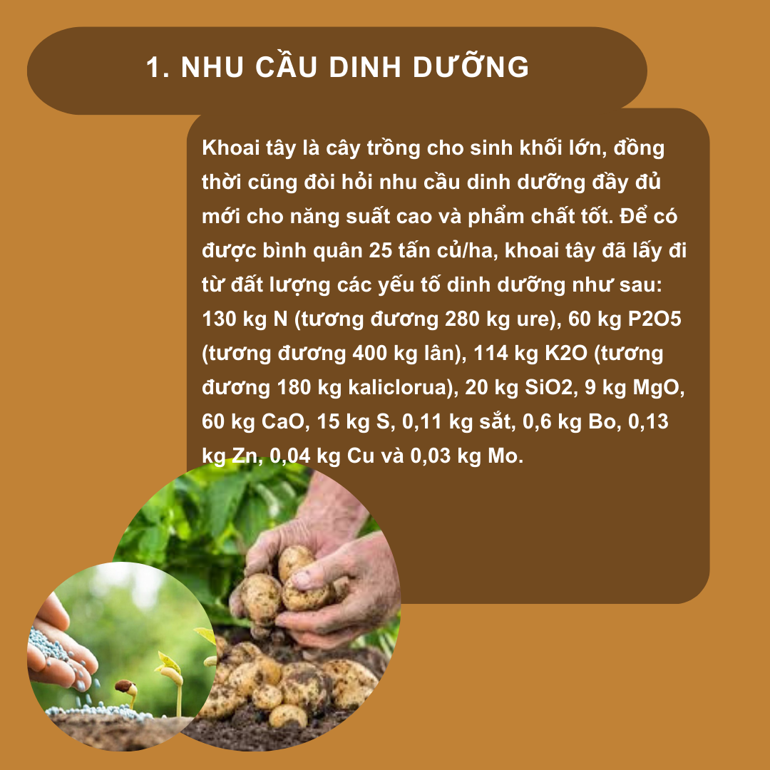 SỔ TAY NHÀ NÔNG: Kỹ thuật bón phân cho cây khoai tây- Ảnh 1.