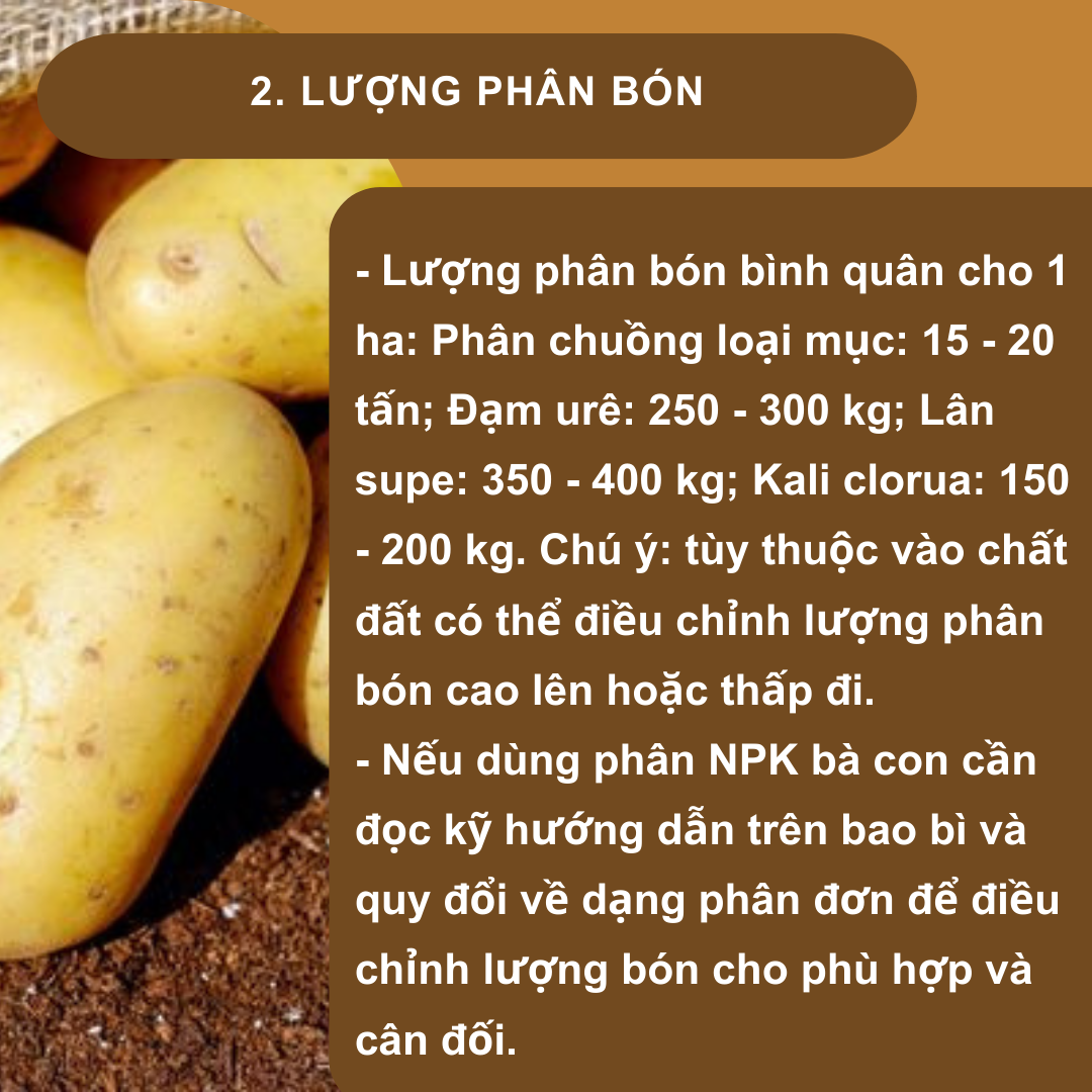 SỔ TAY NHÀ NÔNG: Kỹ thuật bón phân cho cây khoai tây- Ảnh 2.